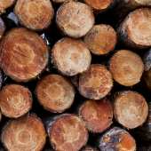 Quelle essence de bois pour poteaux et poutres ?